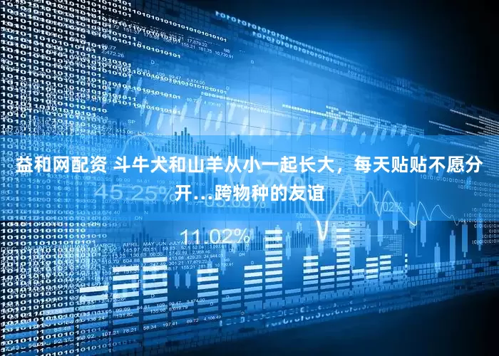 益和网配资 斗牛犬和山羊从小一起长大，每天贴贴不愿分开…跨物种的友谊