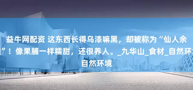 益牛网配资 这东西长得乌漆嘛黑，却被称为“仙人余粮”！像果脯一样糯甜，还很养人。_九华山_食材_自然环境